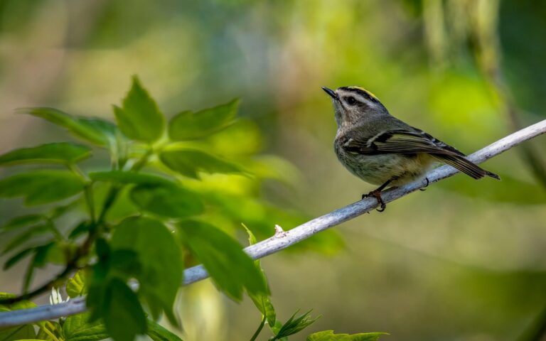 Ein kleiner Vogel sitzt auf einem Ast, umgeben von grünen Blättern, und blickt nach oben.