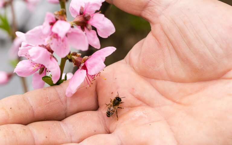 Eine Hand hält eine Biene neben pinken Blütenzweigen, die in voller Blüte stehen.