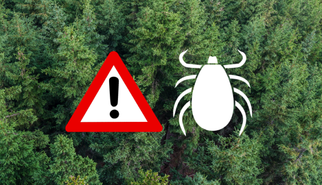 Zecken.png Waldlandschaft mit einer Warnsymbolik und grafischem Hinweis auf Zecken.
