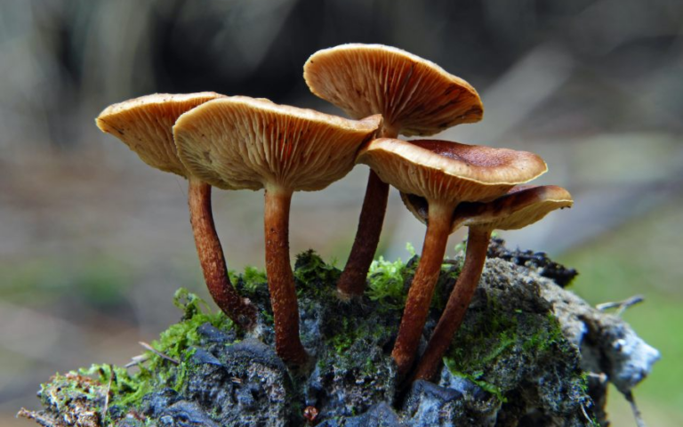 Vier braune Pilze mit gewölbten Hüten wachsen auf einem moosbedeckten Holzstück.
